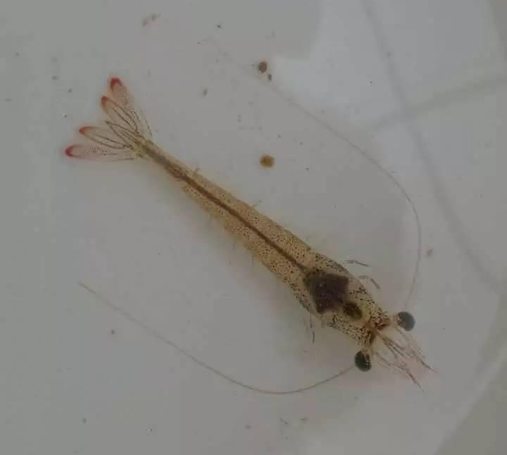 高溫多雨天氣，白蝦養(yǎng)殖需要注意哪些問題