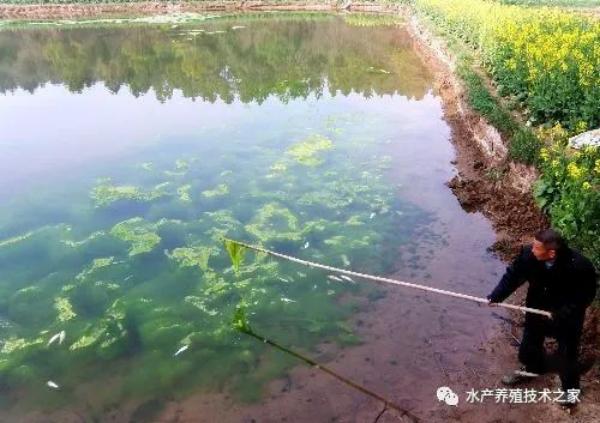 魚塘低溫導(dǎo)致藍藻爆發(fā)